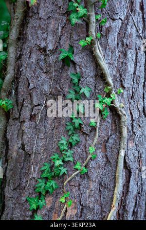This beautiful close up outdoor photograph captures a vibrant green ivy plant climbing up the rough bark of a large pine tree trunk. The camera is positioned at eye level focusing on the intricate Stock Photo