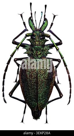 Psalidognathus hi-res stock photography and images - Alamy
