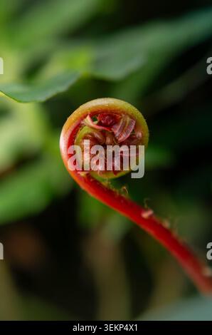 Macro shot of an unfurling red Blechnum orientale fiddlehead fern with a soft green background showing detailed texture and natural spiral pattern. Stock Photo