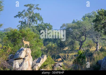 Klipspringer (Oreotragus oreotragus) standing on a boulder, Kruger National Park, Limpopo, South Africa. Stock Photo