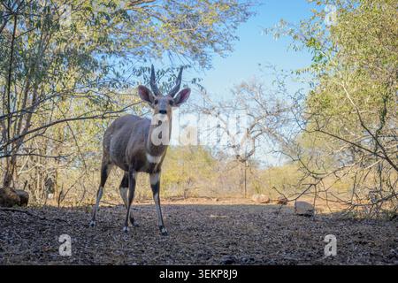 Bushbuck (Tragelaphus scriptus) male, close up looking at camera, Kruger National Park, Limpopo, South Africa. Stock Photo