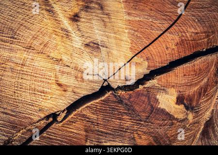Cross section of tree trunk log with visible annual growth rings and deep cracks Stock Photo