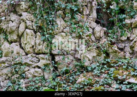 A close-up shot of a textured natural stone wall partially covered with hanging green common ivy leaves and moss vines. Stock Photo
