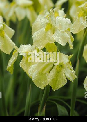 Early summer flowering cormous perennial cape iris, Moraea alticola, with raindrops on the yellow petals Stock Photo