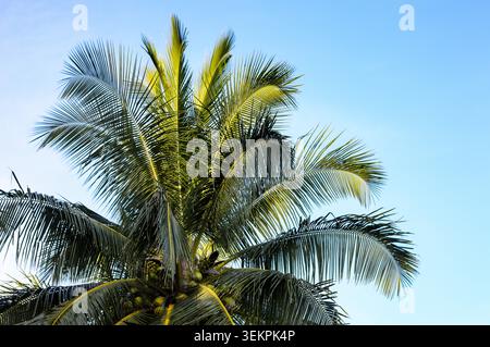 A low-angle shot looking up at the vibrant, sunlit crown of a coconut palm tree set against a clear blue sky Stock Photo