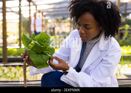 Mid-adult African woman crouching in greenhouse wearing white lab coat inspecting lettuce roots Stock Photo