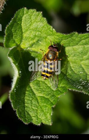 Syrphus ribesii,imago resting on a leaf during springtime,Nottinghamshire,UK,April Stock Photo