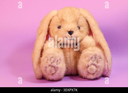 Cute fluffy bunny sitting on a purple background the perfect gift for a loved one celebrating the Easter holidays Stock Photo