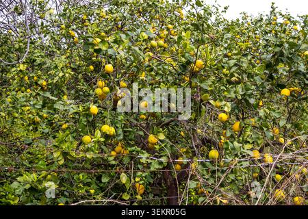 Lemon trees full of ripe fruits growing in a lemon grove  in Sicily. The image shows Mediterranean agriculture, citrus production and natural seasonal Stock Photo