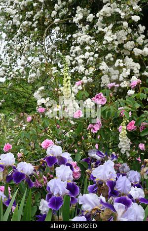 Summer scene with pink rose, white foxglove, purple iris, white rose flowers of old rambler roses, rosa Madame d’Arblay in UK garden May Stock Photo