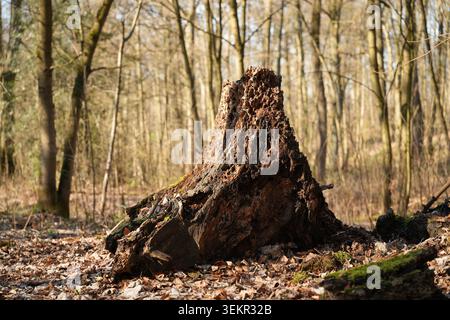 An old decaying tree stump covered with moss in the middle of a dense forest during early sping Stock Photo