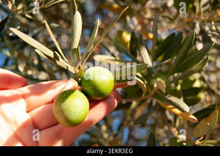 A hand touching green olives on a tree Stock Photo