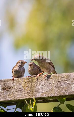 Three hiouse sparrows (Passer domesticus) perched closely on a weathered wooden fence rail in a bright garden setting, conveying family care, tenderne Stock Photo