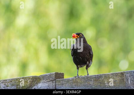 Male blackbird (Turdus merula ) perched on a weathered wooden fence clutching a red berry in its beak, set against a soft green bokeh background; natu Stock Photo
