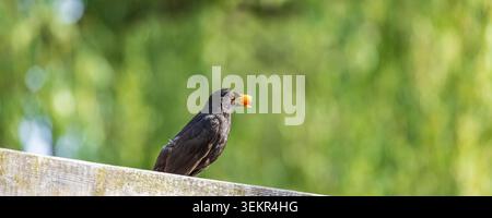 Web banner with male blackbird (Turdus merula ) perched on a weathered wooden fence clutching a red berry in its beak, set against a soft green bokeh Stock Photo
