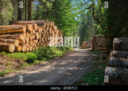 Stacked Timber Logs Along Forest Road in Sustainable Woodland Management Area Stock Photo