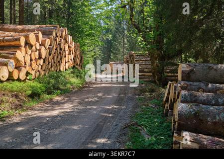 Stacked Timber Logs Along Forest Road in Sustainable Woodland Management Area Stock Photo