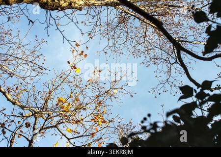 Low angle look creating a natural frame from textured tree branches and autumn silhouettes against a bright and clear blue sky. Stock Photo