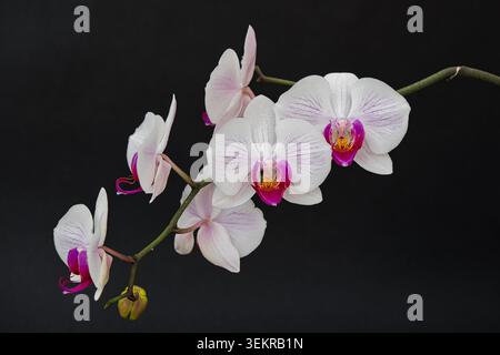 White and pink Phalaenopsis orchid flowers on a stem against a dark black background, with copy space. Stock Photo
