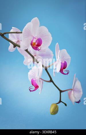 White and pink Phalaenopsis orchid flowers on a stem against a soft blue background, with copy space. Stock Photo