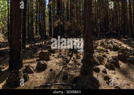 Sunlight filtering through Canary pine trees growing on volcanic soil in Tenerife, Canary Islands, Spain. Stock Photo