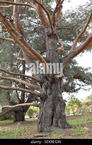 Pinus sylvestris - Scots pine tree. Stock Photo