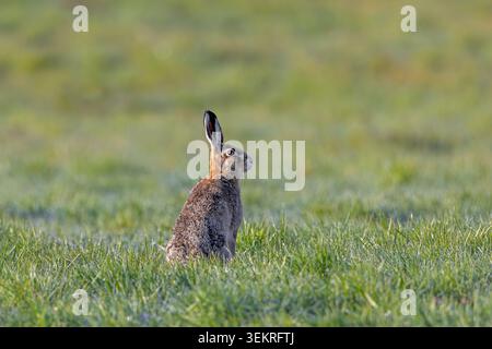 European brown hare (Lepus europaeus) sitting in meadow / field in spring Stock Photo