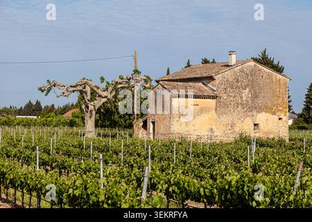 Abandoned farmhouse in the vineyards around Cavaillon in Provence Stock Photo