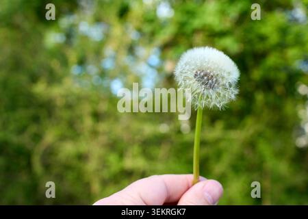 A close-up shot of a person holding a fluffy white dandelion clock by its stem against a soft blurry green nature background. Stock Photo