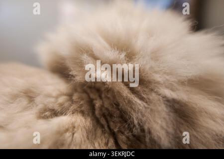 Close-up of fluffy light brown animal fur texture Stock Photo