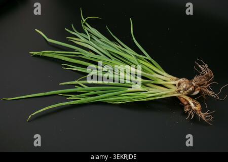 Freshly harvested spring onions with roots on a dark background Stock Photo