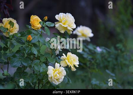 Yellow Rose Arthur Bell blooming in summer park. High quality photo Stock Photo