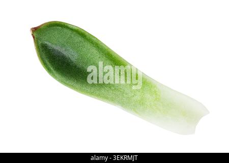 Fallen green echeveria leaf isolated on white background Stock Photo