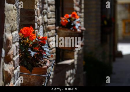 Vibrant orange begonia flowers bloom in terracotta pots along a sunlit rustic brick wall. These plants serve as decorative accents, adding natural cha Stock Photo