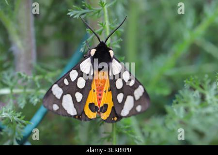 Cream-spot Tiger Moth, Arctia villica, Female Resting on Leaf of common yarrow, Achillea millefolium, before laying eggs. Stock Photo