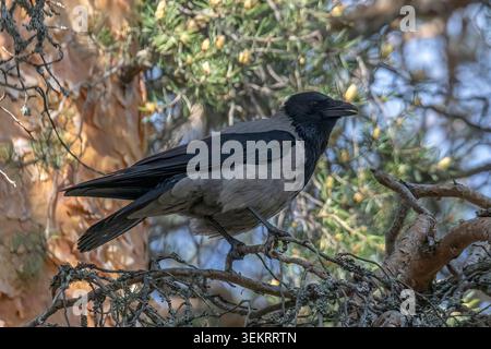 Hooded Crow perched high in a pine tree in Finland. Stock Photo