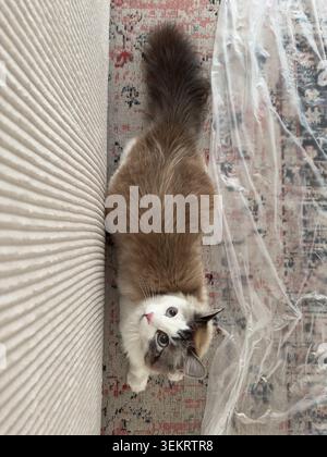 Single fluffy Ragdoll cat lying on patterned rug looking up at camera with curious blue eyes, beige corduroy sofa nearby during home renovation. Stock Photo