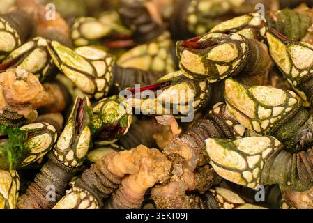 Close up macro shot of fresh raw goose barnacles piled up for sale at a seafood market Stock Photo