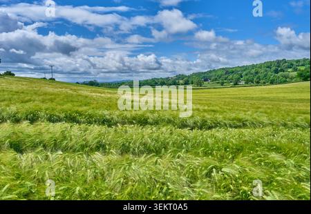 A barley field near Llynclys, Llanymynech, Shropshire Stock Photo