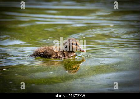 Mallard Duckling swimming on a pond Stock Photo