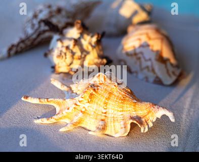 Sunlit seashell on soft sand at golden hour evokes beach summer and coastal relaxation Stock Photo