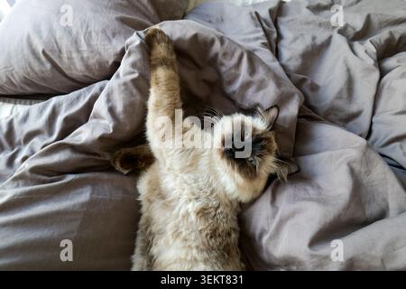 Ragdoll cat lying on back in bed with paw raised Stock Photo