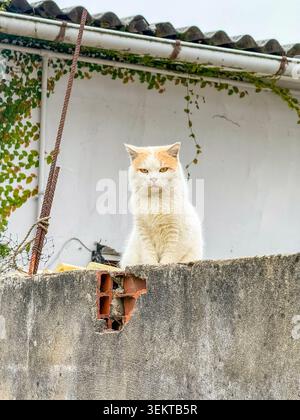 White and Ginger Cat Sitting on a Concrete Wall Stock Photo