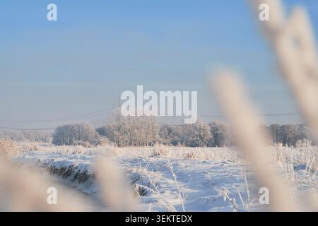 A tranquil winter landscape showing a snow-covered field with frosted grasses in the foreground and a line of leafless trees dusted with frost in the Stock Photo