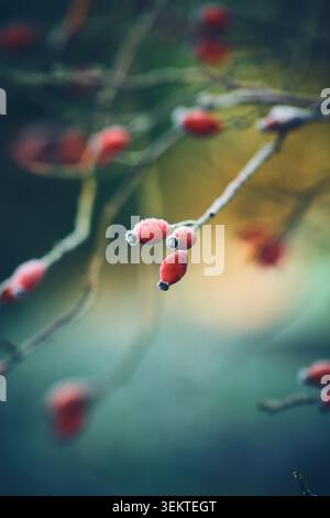 Close-up of red rose hips dusted with frost clinging to a thin branch. The shallow depth of field isolates the frosty fruits against a smooth, muted Stock Photo