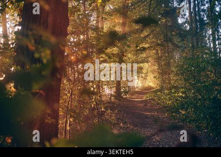 A narrow dirt trail winds through a dense mixed forest bathed in warm golden late afternoon light. Tall tree trunks and undergrowth frame the path, Stock Photo