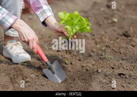 A gardener is planting a fresh lettuce seedling into the soil using a small spade, showcasing the process of growing vegetables in a garden. Stock Photo