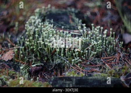 Cladonia lichen colony with distinctive cup shaped pale green podetia growing densely on forest floor among dry pine needles and moss in autumn woodla Stock Photo