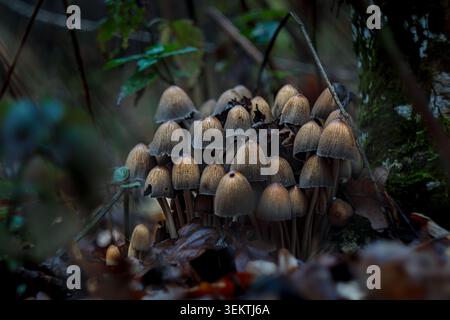 Large cluster of Coprinellus disseminatus fairy inkcap mushrooms growing together on mossy rotting wood in dark autumn forest with green leaves and bo Stock Photo