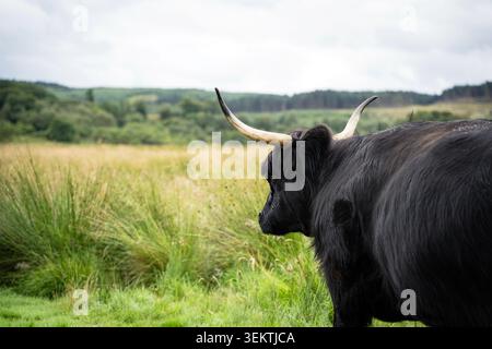 Black Highland cow walking in a grass field with hills and forest in the background, Scotland Stock Photo